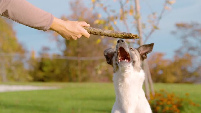 SLOW MOTION, CLOSE UP, DOF: Energetic mixed breed dog leaps toward a wooden stick held by its owner on a sunny autumn day. Playful outdoor moment and building close bond between a pet and its human.