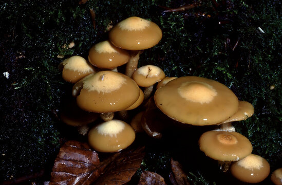 Kuehneromyces mutabilis or Sheathed Woodtuft