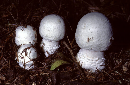 Agaricus arvensis var.macrolepris or large‑scaled variety of the Horse Mushroom