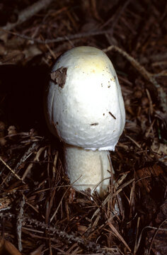 Agaricus arvensis or Horse Mushroom with a distinctive anise‑like smell