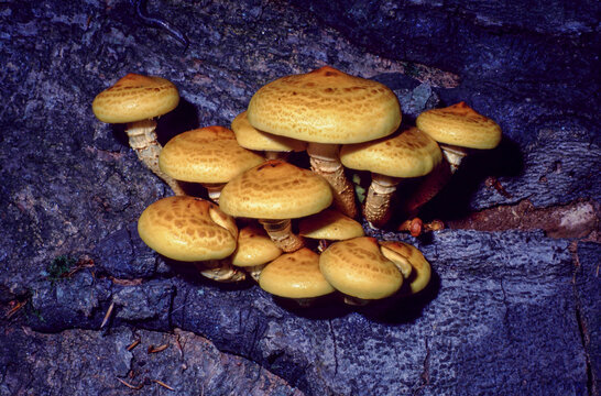Pholiota adiposa or Chestnut Mushroom or Fat Pholiota