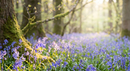 Obraz premium Bluebell meadow photo in sunlit forest for nature travel and tranquil design