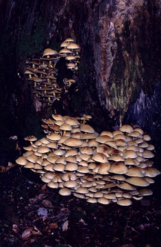 Hypholoma fasciculare or Sulphur Tuft