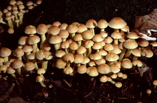 Hypholoma fasciculare or Sulphur Tuft