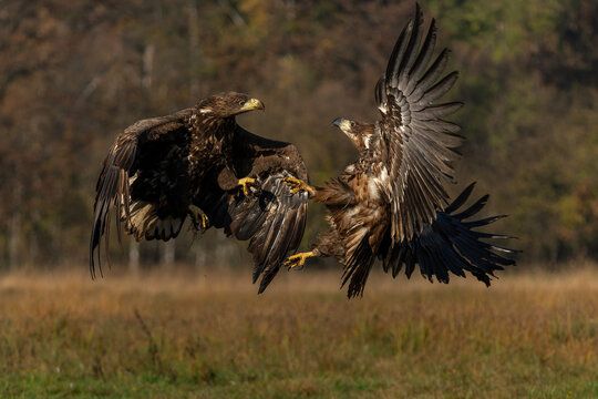 Eagle battle. White tailed eagles (Haliaeetus albicilla) fighting for food on a field in the forest in Poland