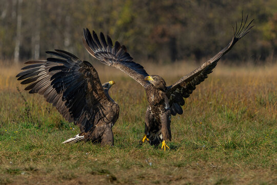 Eagle battle. White tailed eagles (Haliaeetus albicilla) fighting for food on a field in the forest in Poland