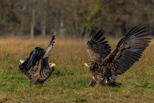 Eagle battle. White tailed eagles (Haliaeetus albicilla) fighting for food on a field in the forest in Poland