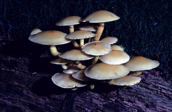 Hypholoma fasciculare or Sulphur Tuft