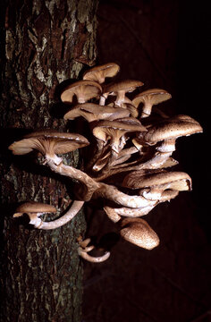 Amillaria mellea or Honey Fungus