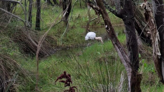 White water spoonbill bird searches for food in the grassy wetlands surrounded by trees and dense vegetation during the daylight hours in Australia