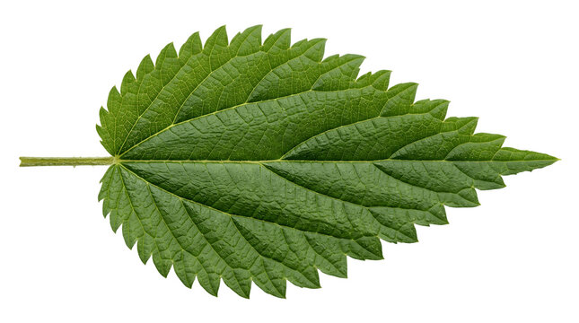 Single green serrated nettle leaf isolated on white background with serrated