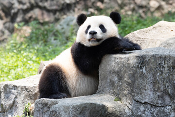Giant Panda Leaning Playfully on a Rock © foreverhappy