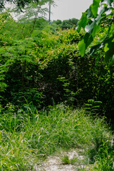 Obraz premium Path through dense greenery in a natural setting during the daytime in summer