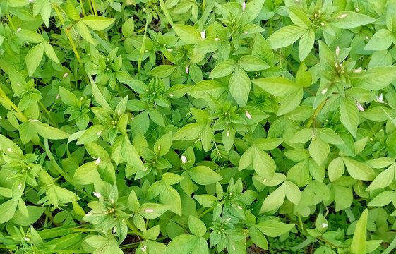 Top down horizontal texture background of green fringed spiderflower leaves