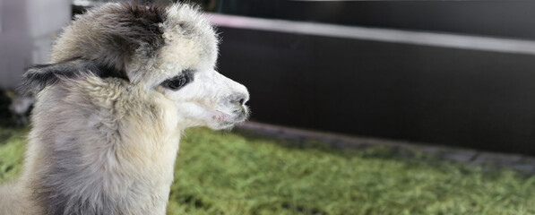 Fototapeta premium Alpaca head close portrait at indoor exhibition enclosure