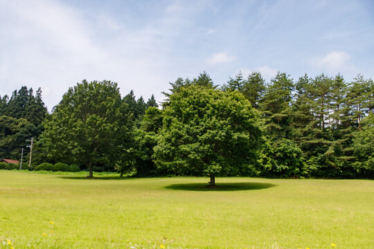 Standalone Green Tree in the Middle of a Grassy Field Under a Blue Sky
