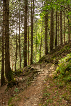 Gadmen, Switzerland. Rocky hiking trail through dense alpine coniferous forest in the Swiss Alps