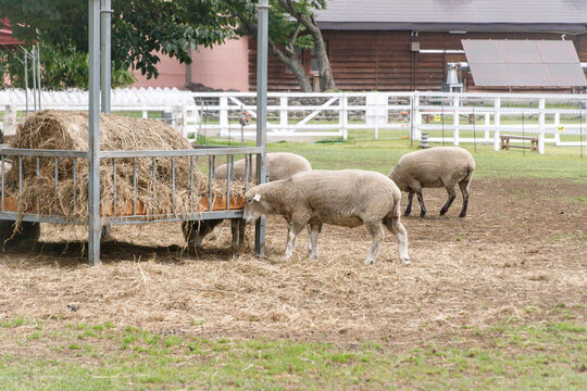 Flock of Sheep Feeding on Hay at a Farm Enclosure