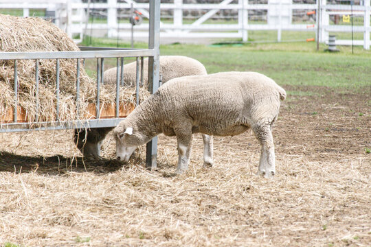 Flock of Sheep Feeding on Hay at a Farm Enclosure