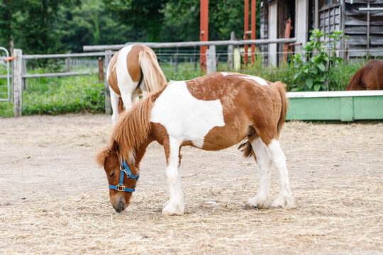 Brown and White Pony Grazing on Hay at a Rural Farm Paddock