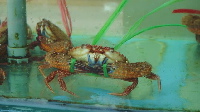 Several live brown crabs with tied pincers are shown inside a shallow tank at a supermarket seafood section, resting on a blue surface with artificial plants nearby.