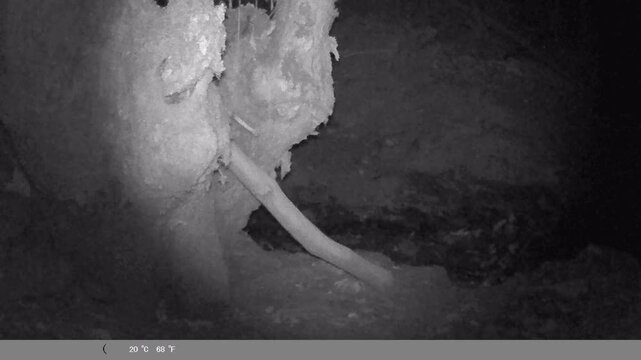 Wild Jackal Pup Emerging from Dark Forest at Night - Night Vision Trail Cam