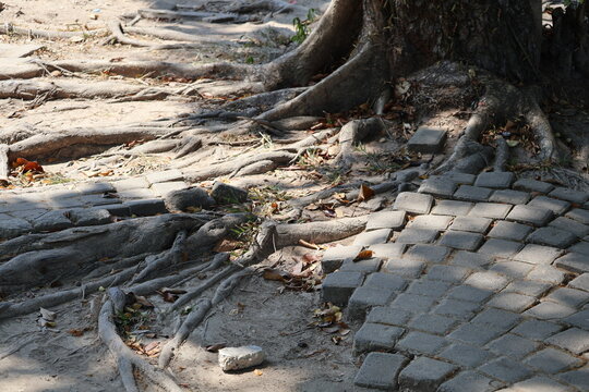 The paving blocks are damaged as tree roots grow underneath, lifting and breaking the brick arrangement, causing uneven surfaces and structural disruption over time.