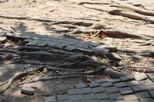 The paving blocks are damaged as tree roots grow underneath, lifting and breaking the brick arrangement, causing uneven surfaces and structural disruption over time.