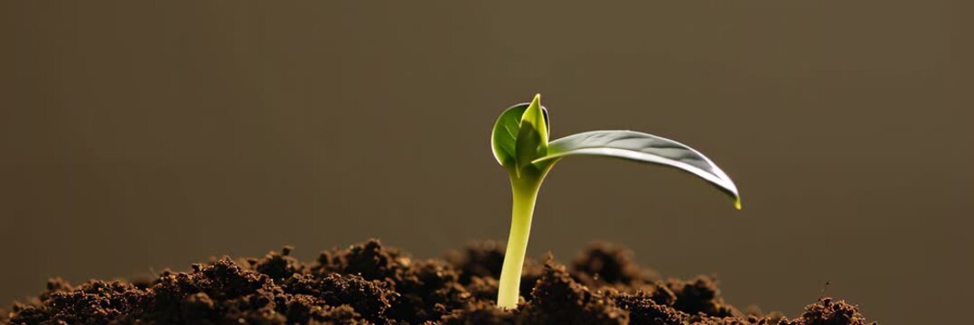 Young green seedling emerging from dark soil, growth concept for sustainable agriculture website banner with copy space for text