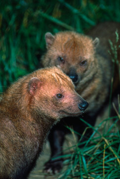 Closeup of a Bush Dog from South America, Speothos venaticus