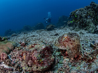 Cuttlefish and a diver in the coral reef © scubaluna