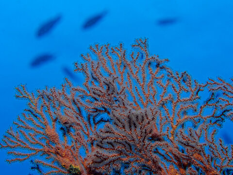 Red sea fan and fish in the background