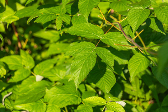 Green leaves of a plant with serrated edges and a vibrant color, densely packed together in a natural outdoor setting under bright sunlight