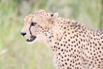 The cheetah (Acinonyx jubatus jubatus) is a species of large feline and the only living member of the genus Acinonyx. This photo was taken in Kruger National Park, South Africa. © feathercollector