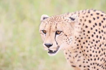 The cheetah (Acinonyx jubatus jubatus) is a species of large feline and the only living member of the genus Acinonyx. This photo was taken in Kruger National Park, South Africa. © feathercollector
