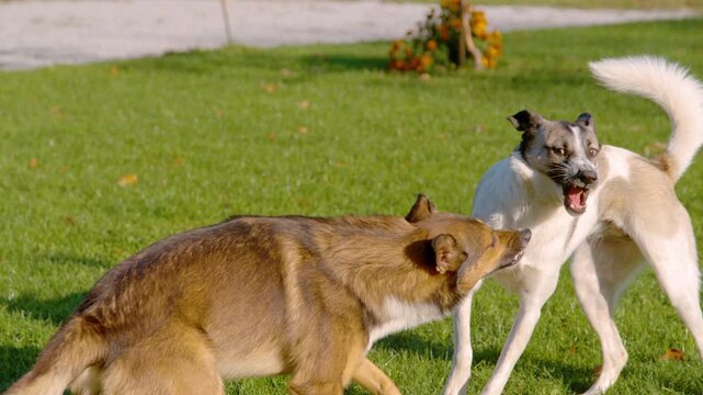 SLOW MOTION: Two adopted mixed breed dogs face off in a playful sparring moment, teeth bared and bodies tense without real aggression. Energetic canine action on green garden lawn on sunny autumn day.