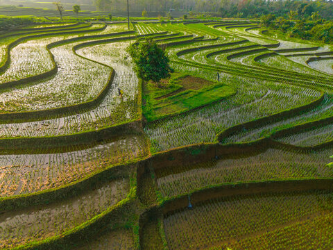 Aerial view of lush green rice terraces at sunrise with golden light reflecting in the water, surrounded by palm trees and misty mountains in Wonosobo, Central Java, Indonesia.