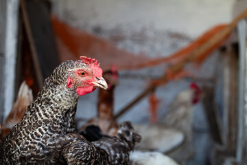 Barred plymouth rock chicken observing its coop environment © Volodymyr