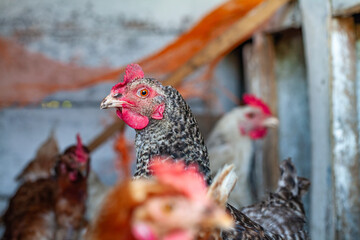 Hen looking at camera in chicken coop © Volodymyr
