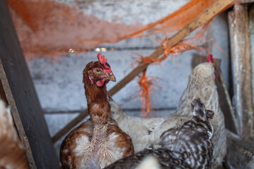 Brown hen looking left in chicken coop © Volodymyr