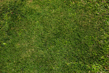 Fototapeta premium Close-up view of green grass in a sunny garden during daytime