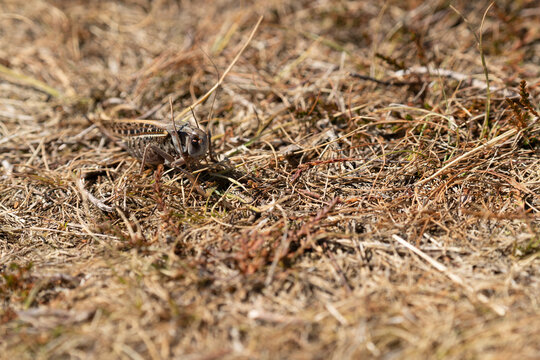 grasshopper in dry grass outdoors