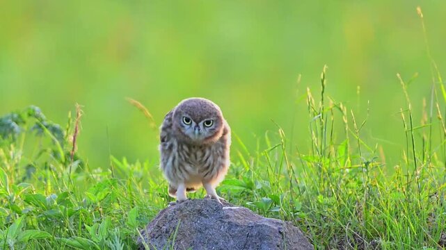 Young Little Owl Standing on Grassland
