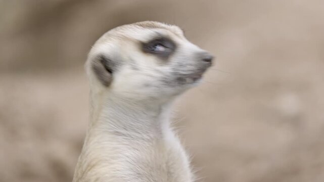 Close-up of a cute meerkat standing alert and looking directly at the camera. Cute wild animal headshot with neutral blurred background, ideal for wildlife nature projects
