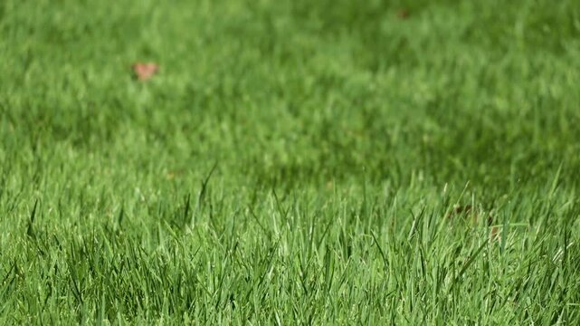 Green Grass Field Swaying in the Wind Close Up