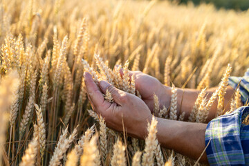 Fototapeta premium Farmer's hands gently touching ripe wheat stalks in a golden field at sunset