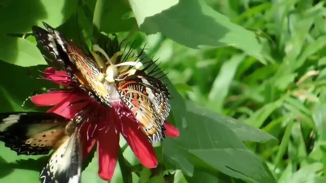 Close up of a group of three butterflies, including a Commander and Red Lacewings, perched together on a red passion flower in a lush garden.