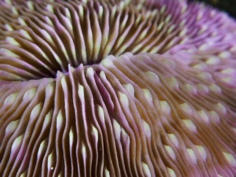 Close-up of a pink mushroom coral (Fungia fungites) with pronounced undulations and a fine texture