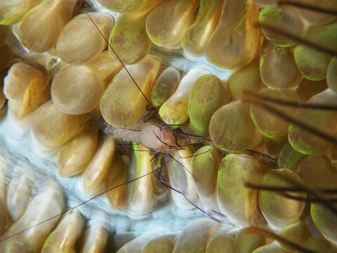 Close-up of a shrimp, the Philippine bubble coral shrimp (Palaemonella philippinensis), sitting amongst yellow and green corals, Prapat dive site, Penyapangan, Bali, Indonesia