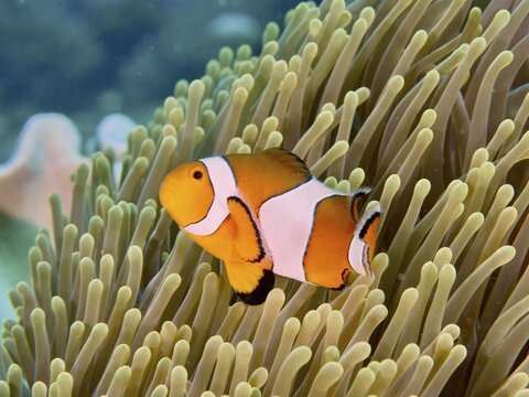 An Ocellaris Clownfish (Amphiprion ocellaris), Nemo, swims alongside its sea anemone in the clear water at the Twin Reef dive site, Penyapangan, Bali, Indonesia